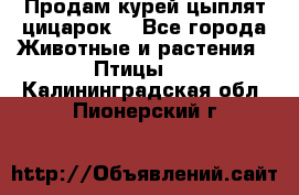 Продам курей цыплят,цицарок. - Все города Животные и растения » Птицы   . Калининградская обл.,Пионерский г.